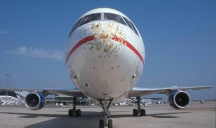 Non-Destructive Testing: Bird strike damage to radome