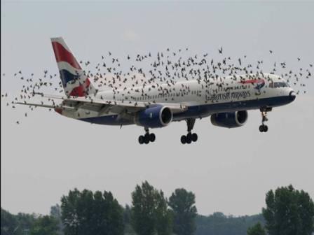 Composite repair: bird strike!